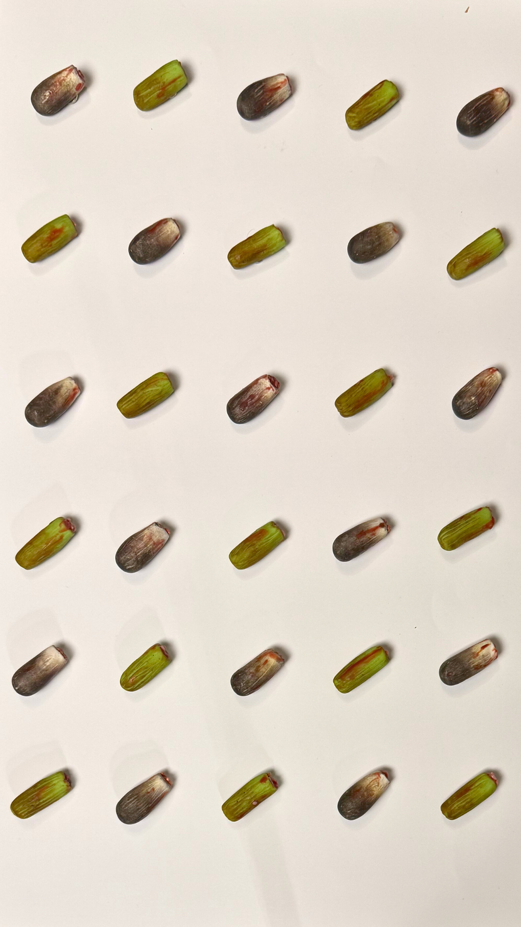 Miniature Egyptian Food Magnet set